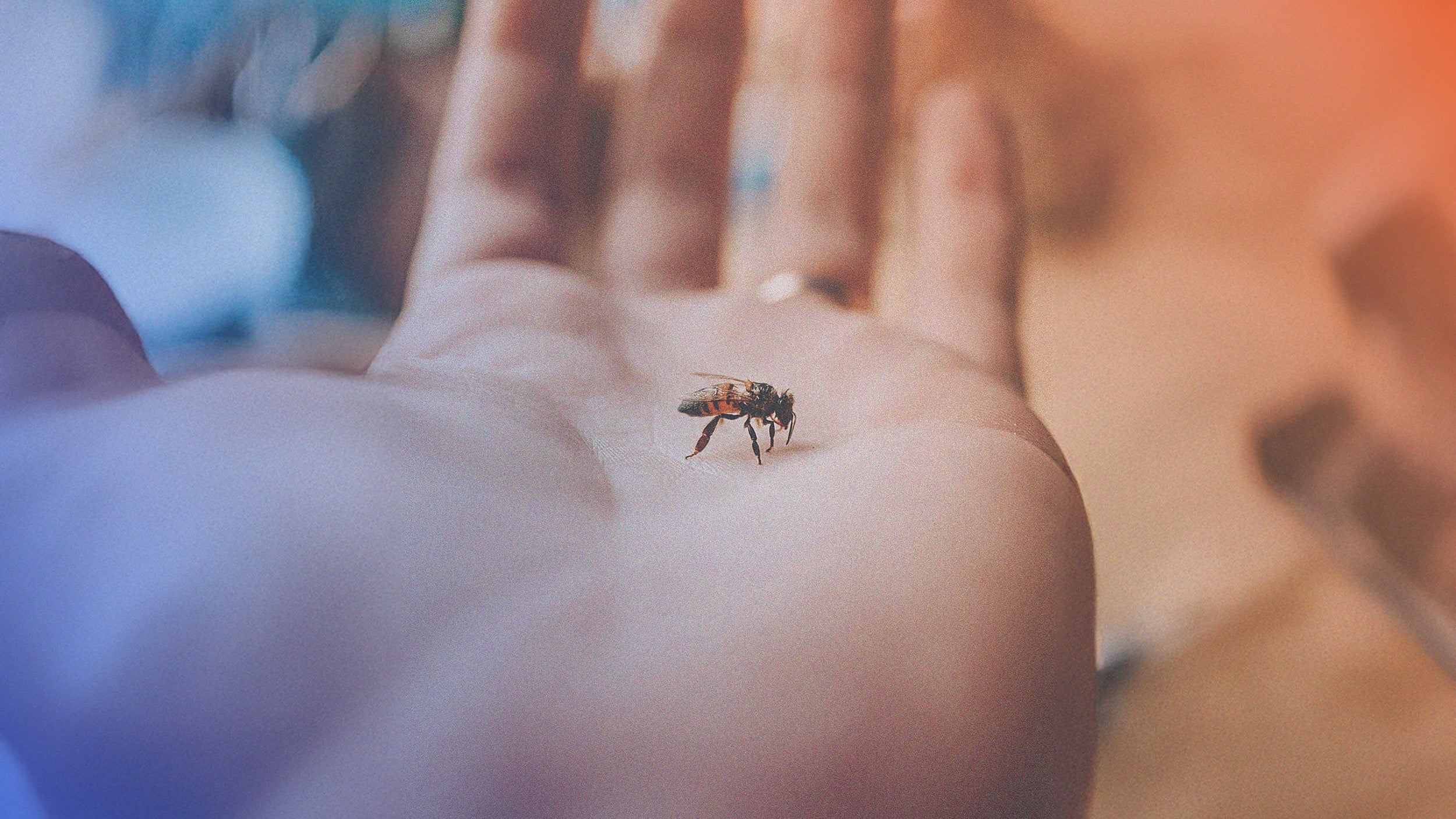 Insect bite & Repellent.